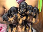 Dachshund Puppies