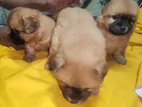Shih Tzu Puppies