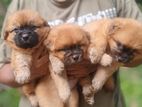 Shih Tzu Puppies