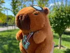 1 Pcs Capybara Soft Toy Acd8 - 6 Teddy Bear