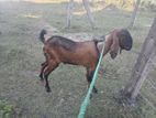 Farm Goat