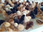 Chicken Chicks