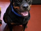 1 Year and 6 Months Old Male Rottweiler