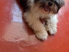 Female Shih Tzu