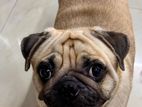 Pug Dog (Male)