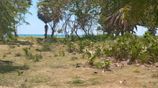 10 Acre Beach Land for Sale - Pasikuda Sri lanka