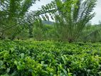 10 Acers Tea Estate for Sale in Palanda(kalutara District )