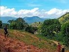 10 Acre Developing Cinnamon Estate for Sale – Rattota, Matale