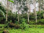 10 Acre Rubber Estate Land for Sale Thelijjavila