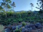 10 Acre Tea Estate for Sale in Matale