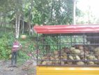 10 Acres Coconut Land for Sale in Katupitiya Kurunegala
