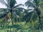 10 Acres Coconut Land for Sale in Paniyamaduwa Andigama