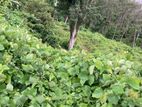 10 acres iLAND for SALE in DEHIOVITA Atulugama