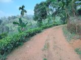 10 Acres Land for Sale Pothupitiya