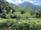 10 Acres Land for Sale – Yatiyantota, Polpitiya