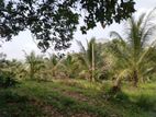 10 Acres of Scenic Cultivated Land for Sale in Ingiriya.