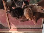 10 Days Old Chick