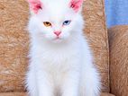 10-Month-Old Persian Male Kitten