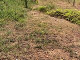 10 Perch Land for Sale in Homagama Talagala