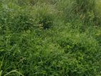 10 Perch Land for Sale in Katuwapitiya, Negombo