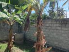 10 Perch Residential Land for Sale – Marawila