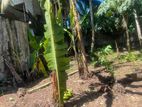 10 Perch Land for Sale Pilliyandala