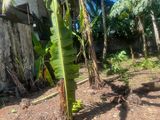 10 Perch Land for Sale Pilliyandala