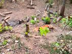 10 Perches Bare Land for Sale in Meethotamulla