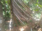 10 Perches Land for Sale – Dodangoda, Kalutara