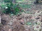 10 Perches Land For Sale in Ganemulla (SSPL-399)
