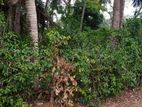 10 Perches Tourism Land For Sale in Talalla - Matara MRRR-A1