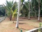 10 Perches Well-developed land for Sale in Horana