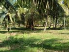 100 ACER COCONUT LAND FOR SALE IN MANNAR