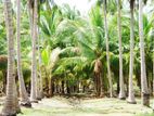 100 ACRE COCONUT LAND FOR SALE IN PUTTALAM - CL556