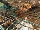 100 Healthy Quails for Sale