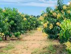 100% Fruitful 25.5 Acres TJC Mango Orchard For Sale in Girandurukotte
