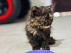 Female Persian Kitten