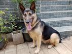 German Shepherd for Crossing