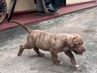 XL American Bully Puppies