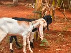 Farm Goats