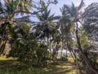 100P Coconut Land for Sale Wariyapola, Mamunuwa