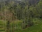 100p Scenic Land for Sale in Ella, just 2km from Ella town