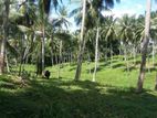 104 Acre Exclusive Coconut Estate for Sale - Mirigama