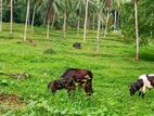 104 acres coconut land close to Mirigama highway entrance