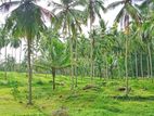 104 Acres Land for Sale in Pasyala - Cl610