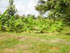 10.5 Acres Cultivated Land / Estate For Sale In Puttalam Town