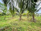 10.5 Acres Cultivated Land for Sale in Puttalam Town