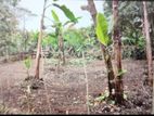10.5P Bare Land for Sale in Baddagana Kotte