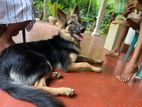 German Shepherd Dog