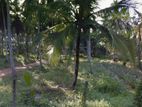 11-Acre Commercial Land for Rent – Kirikiththa